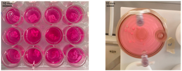 Three-Dimensional-Printed Biomimetic Scaffolds for Investigating Osteoblast-Like Cell Interactions in Simulated Microgravity: An In Vitro Platform for Bone Tissue Engineering Research.