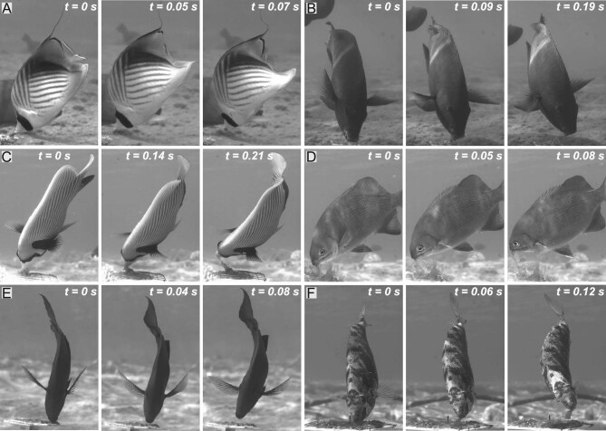 Twist and Snout: Head and Body Morphologies Determine Feeding Kinematics in Substrate-Biting Fishes.