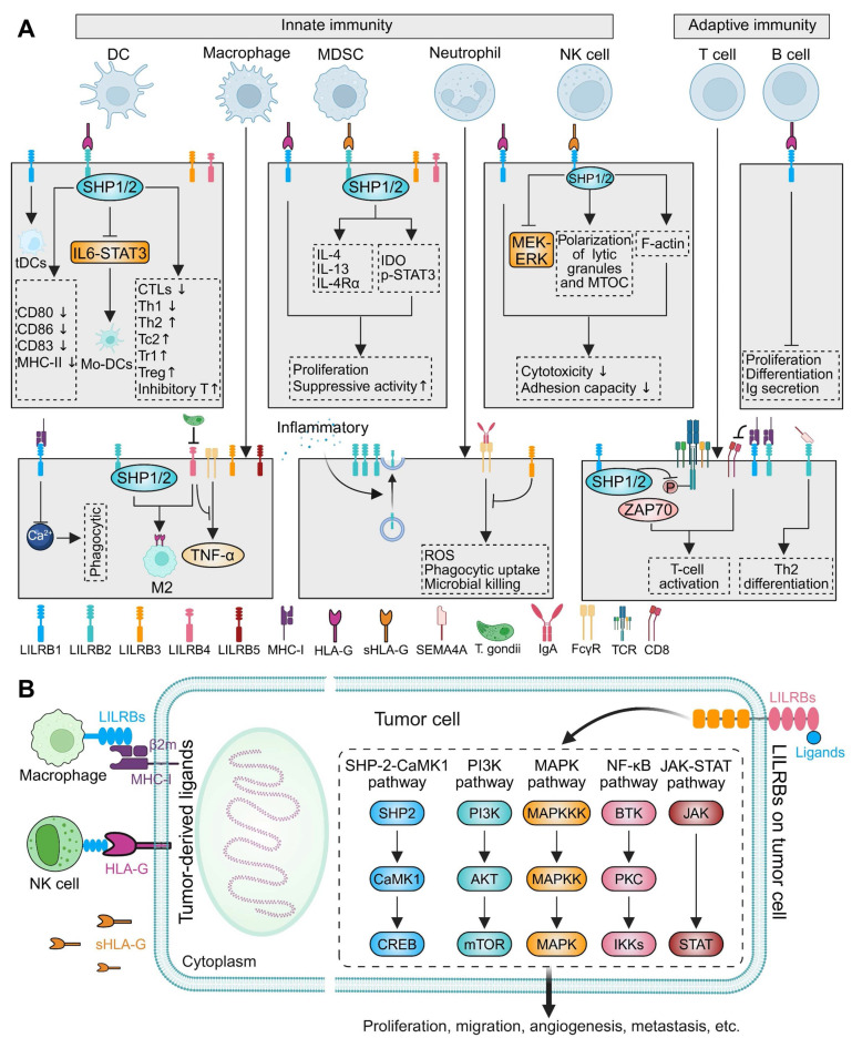 Inhibitory leukocyte immunoglobulin-like receptors, subfamily B (LILRBs) in human diseases: structure, roles, mechanisms, and clinical applications.