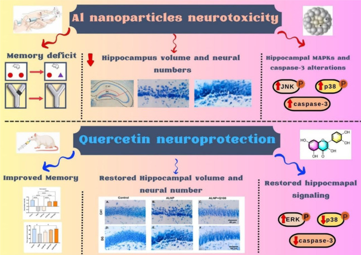Quercetin mitigates aluminum nanoparticle-induced neurotoxicity: a stereological and molecular study on memory, hippocampal integrity, and MAPK signaling.