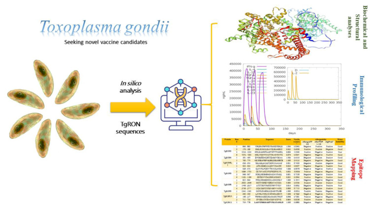 In silico evaluation of Toxoplasma gondii rhoptry neck proteins (TgRONs) for potential immunogenic epitopes.