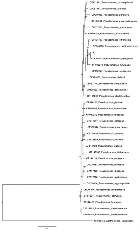 Genomic characterization and multidrug resistance of <i>Pseudomonas aeruginosa</i> isolated from peregrine falcons in Saudi Arabia: A One Health perspective.