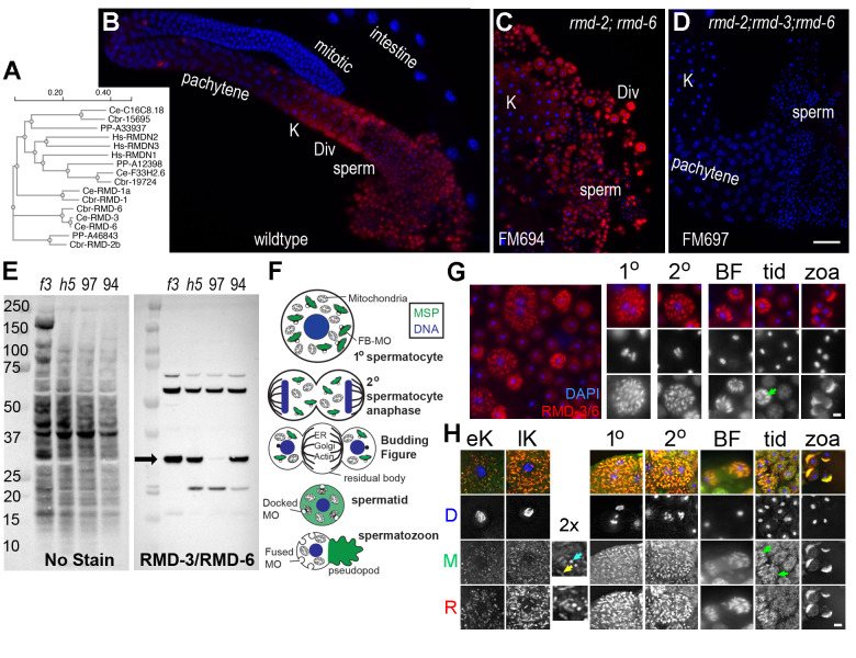 RMD-3 and RMD-6 identified as new components of the MSP fibrous body complex in <i>C. elegans</i> spermatocytes.