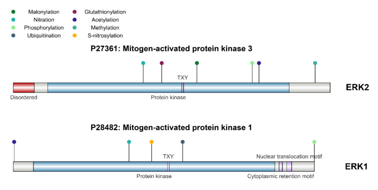 MAPK/ERK Signaling in Tumorigenesis: mechanisms of growth, invasion, and angiogenesis.