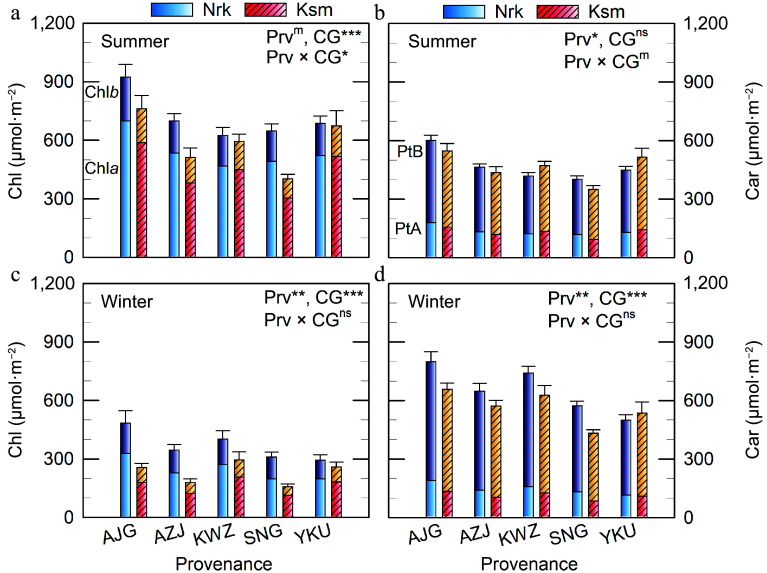 Photoprotective pigment plasticity and cold acclimation strategies in <i>Cryptomeria japonica</i> across two common gardens.