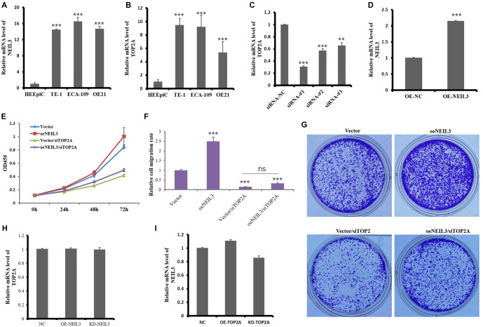 NEIL3 and TOP2A as key drivers of esophageal cancer through WNT signaling.