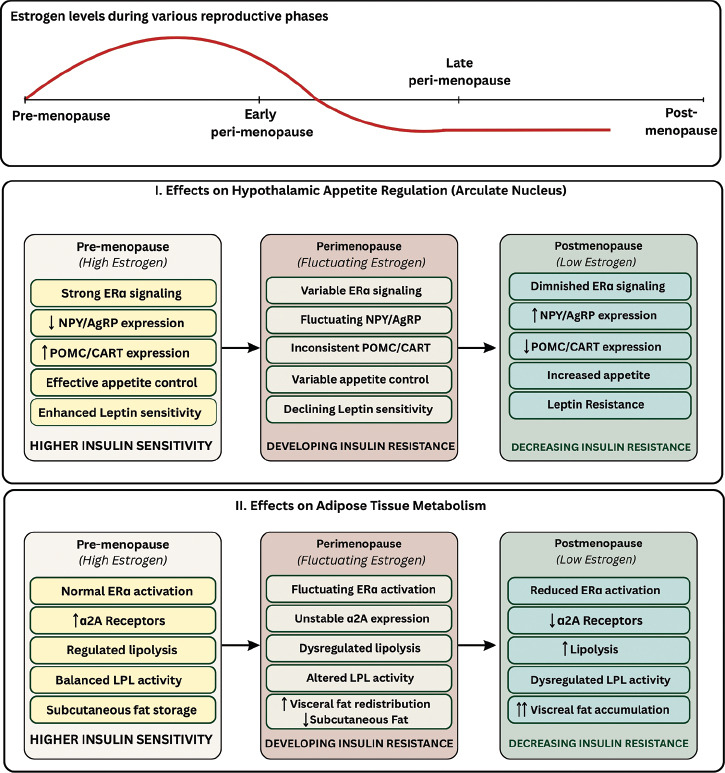 Estrogen and Metabolism: Navigating Hormonal Transitions from Perimenopause to Postmenopause.
