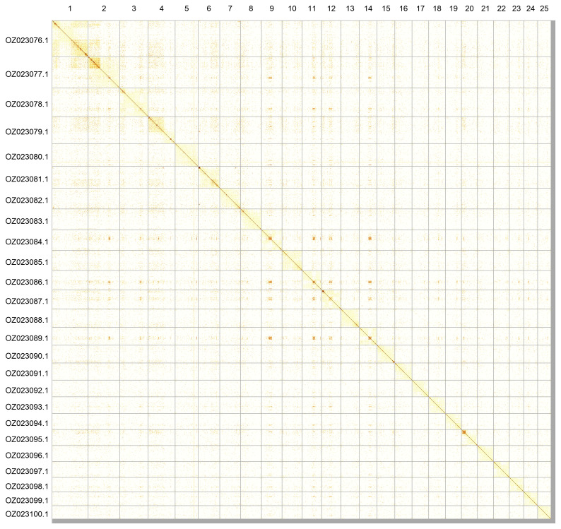 The genome sequence of the bronze bream, <i>Abramis brama</i> (Linnaeus, 1758) (Cypriniformes: Leuciscidae).