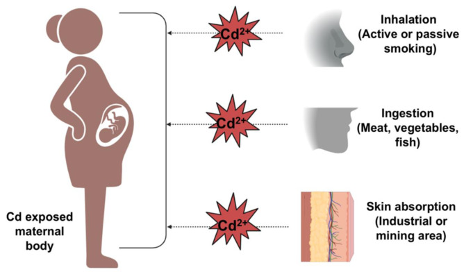 Molecular signature of cadmium-mediated neurodevelopmental disorders in prenatal to postnatal stages.