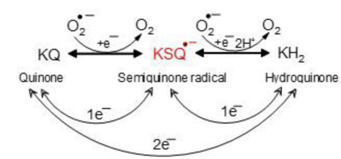 The role of redox-active iron, copper, manganese, and redox-inactive zinc in toxicity, oxidative stress, and human diseases.
