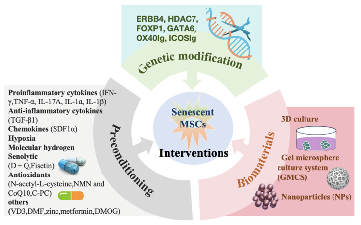 Mesenchymal Stem Cells Senescence: Mechanism and Rejuvenation Interventions.