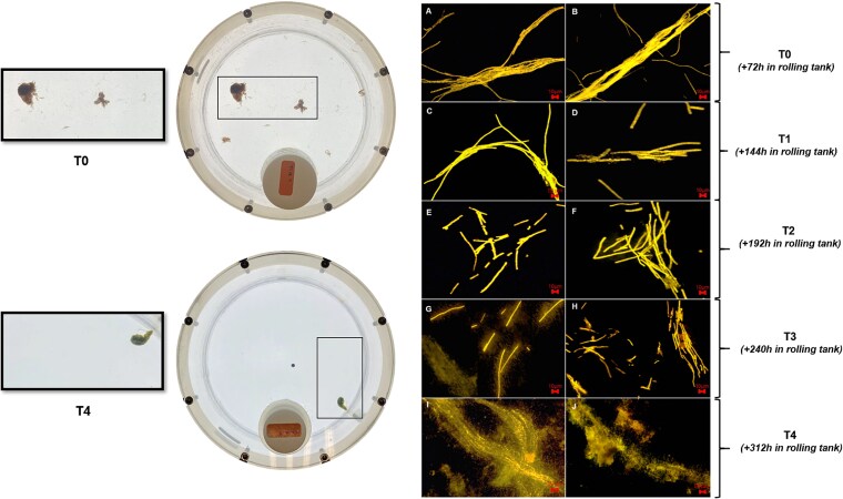 Aggregation and remineralization of <i>Trichodesmium</i> unveil potential for ocean carbon sequestration.