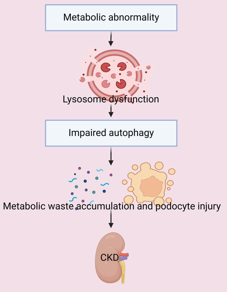 Role of Metabolic Abnormalities During the Progression of Chronic Kidney Disease and Preventive Strategies.