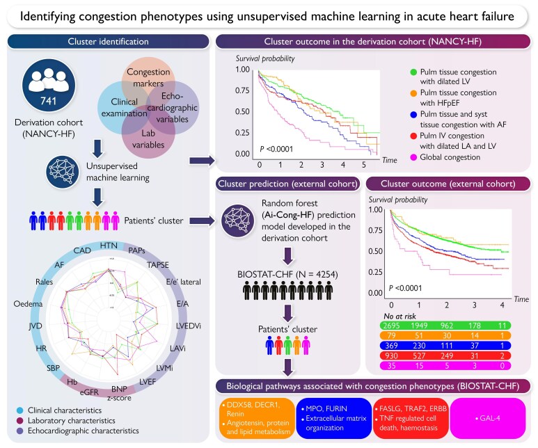 Identifying congestion phenotypes using unsupervised machine learning in acute heart failure.