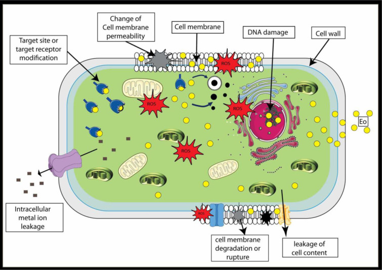 Demystifying the power of essential oils: a review of their antibacterial properties and potential as natural food preservatives.