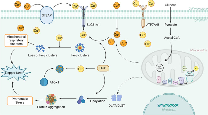 The molecular mechanisms of cuproptosis and its relevance to atherosclerosis.