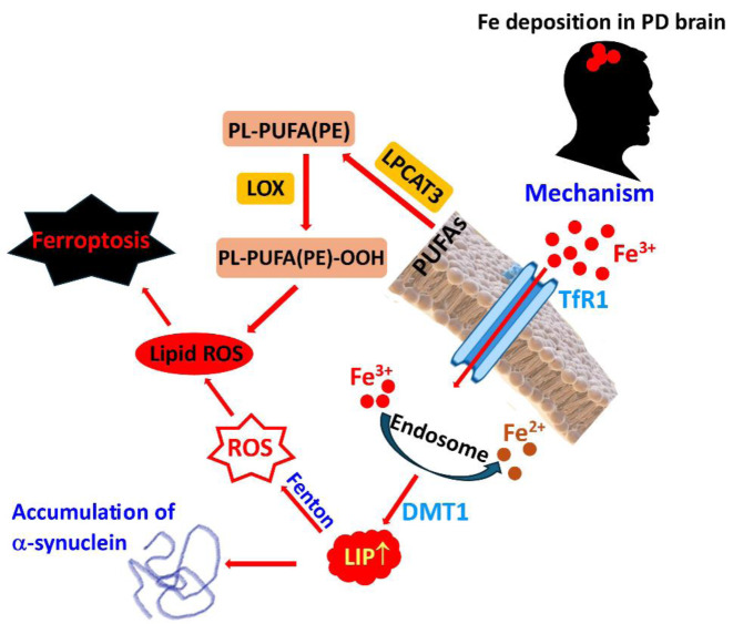 The role of redox-active iron, copper, manganese, and redox-inactive zinc in toxicity, oxidative stress, and human diseases.