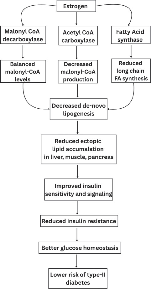 Estrogen and Metabolism: Navigating Hormonal Transitions from Perimenopause to Postmenopause.