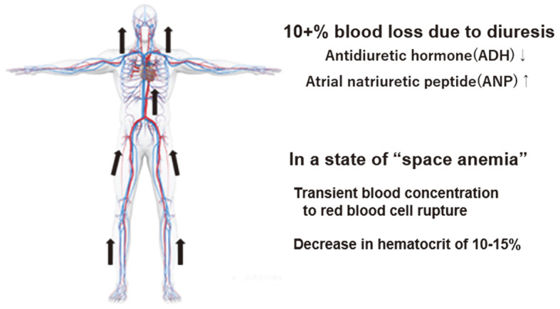 Physiological Changes in the Cardiovascular System During Space Flight　- Current Countermeasures and Future Vision.