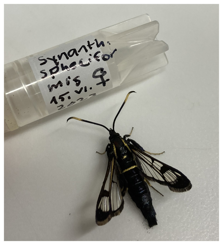 The genome sequence of the White-barred Clearwing, <i>Synanthedon spheciformis</i> (Denis & Schiffermüller), 1775 (Lepidoptera: Sesiidae).