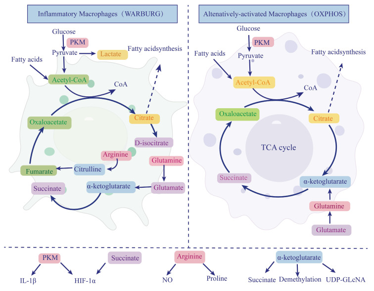 Metabolism and Targeted Therapy of Fibrosis in Chronic Pancreatitis: A Review.