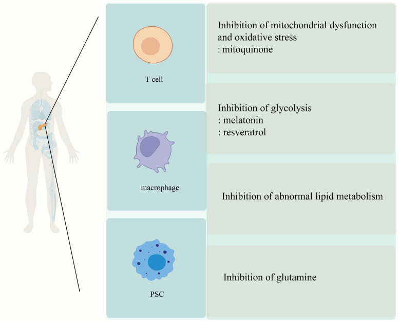 Metabolism and Targeted Therapy of Fibrosis in Chronic Pancreatitis: A Review.