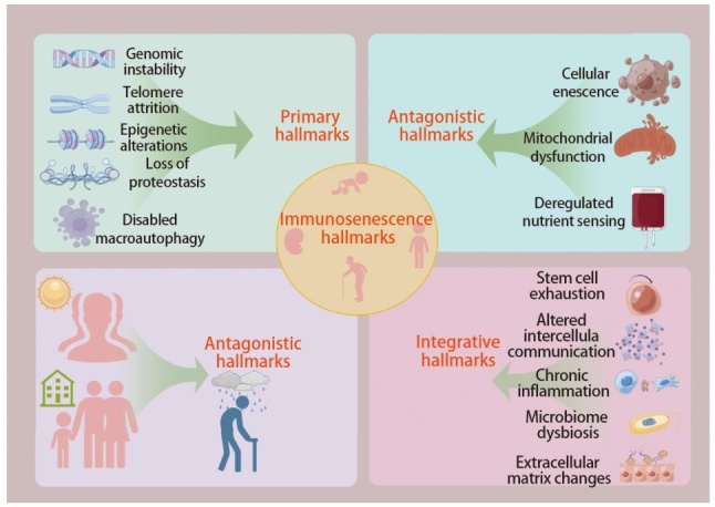 [Research Progress on Immunosenescence in Elderly Patients  with Advanced Non-small Cell Lung Cancer and Its Immunotherapy].