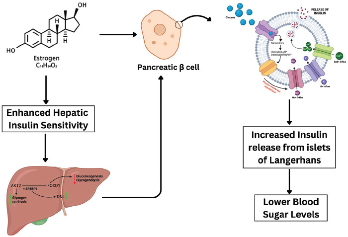 Estrogen and Metabolism: Navigating Hormonal Transitions from Perimenopause to Postmenopause.