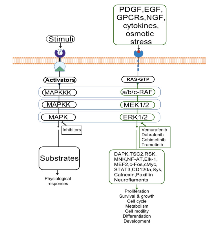 MAPK/ERK Signaling in Tumorigenesis: mechanisms of growth, invasion, and angiogenesis.