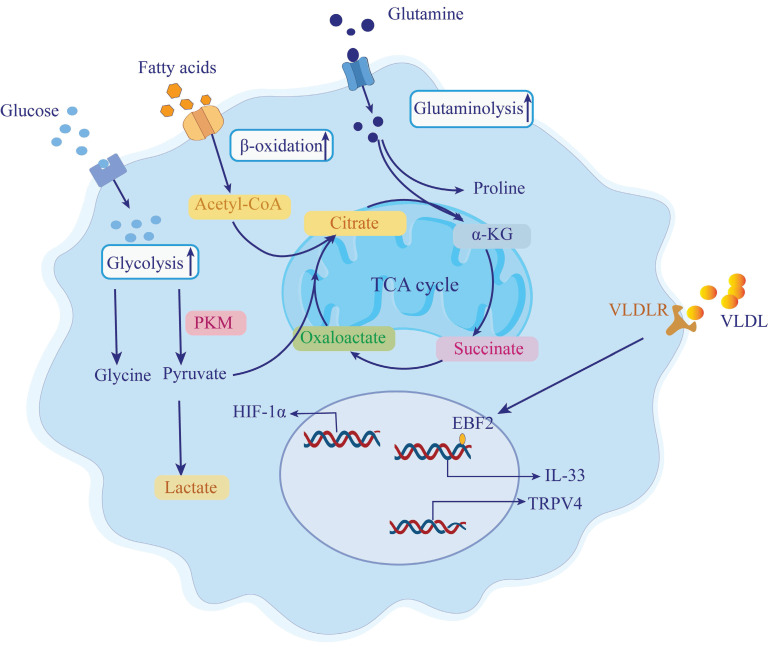 Metabolism and Targeted Therapy of Fibrosis in Chronic Pancreatitis: A Review.