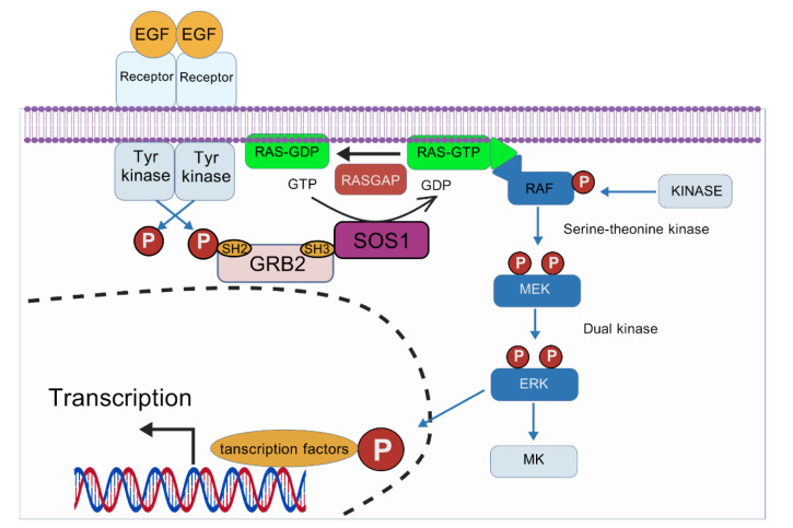 MAPK/ERK Signaling in Tumorigenesis: mechanisms of growth, invasion, and angiogenesis.