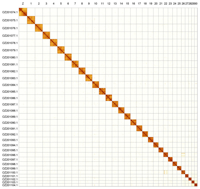 The genome sequence of the White-barred Clearwing, <i>Synanthedon spheciformis</i> (Denis & Schiffermüller), 1775 (Lepidoptera: Sesiidae).