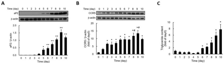 C-C chemokine receptor type 5 activation stimulates adipocyte differentiation through ERK-dependent pathway.