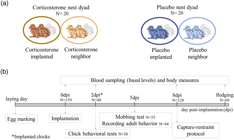 Corticosterone-implanted chicks transmit stress to parents and neighbors in a colonial seabird.