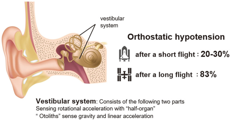 Physiological Changes in the Cardiovascular System During Space Flight　- Current Countermeasures and Future Vision.