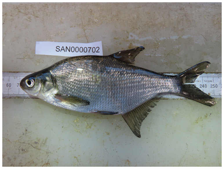 The genome sequence of the bronze bream, <i>Abramis brama</i> (Linnaeus, 1758) (Cypriniformes: Leuciscidae).