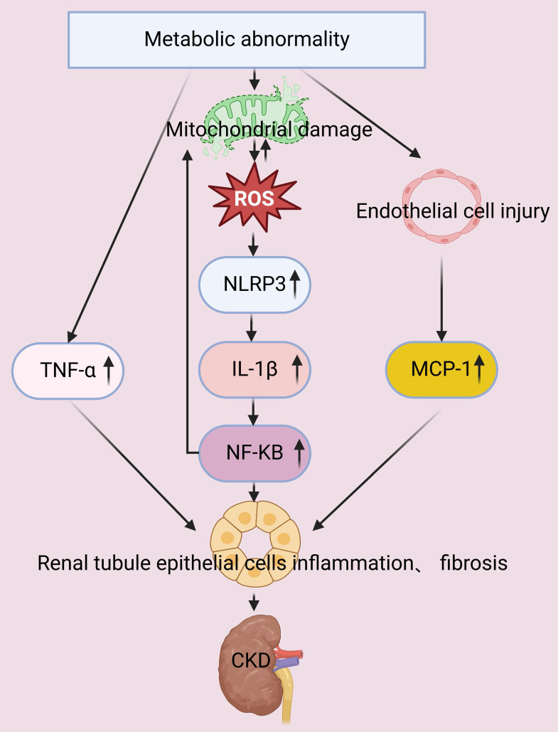 Role of Metabolic Abnormalities During the Progression of Chronic Kidney Disease and Preventive Strategies.
