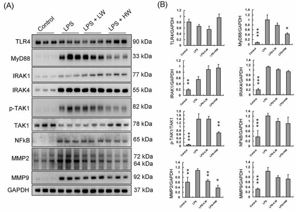 Vascular Endothelial Protection Effects of <i>Curcuma wenyujin</i> Root Aqueous Extracts on LPS-induced Rat Vascular Damage.