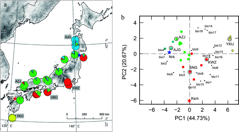 Photoprotective pigment plasticity and cold acclimation strategies in <i>Cryptomeria japonica</i> across two common gardens.