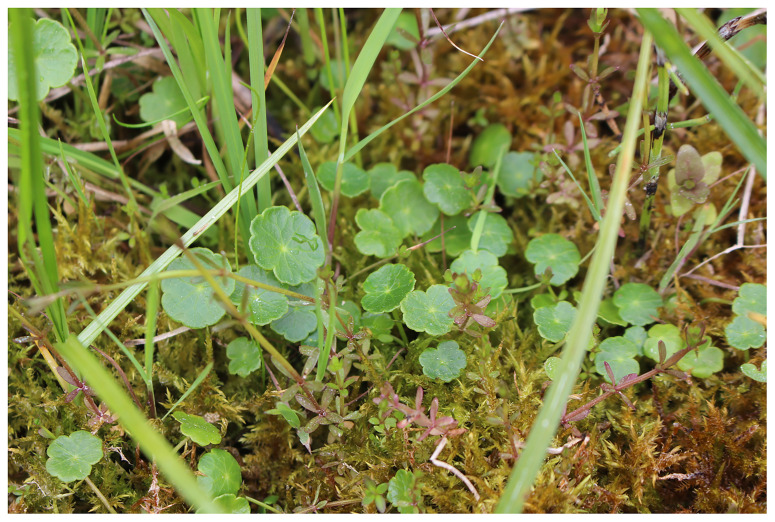 The genome sequence of the Marsh Pennywort, <i>Hydrocotyle vulgaris</i> L. (Apiales: Araliaceae).