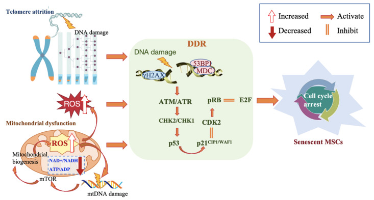 Mesenchymal Stem Cells Senescence: Mechanism and Rejuvenation Interventions.