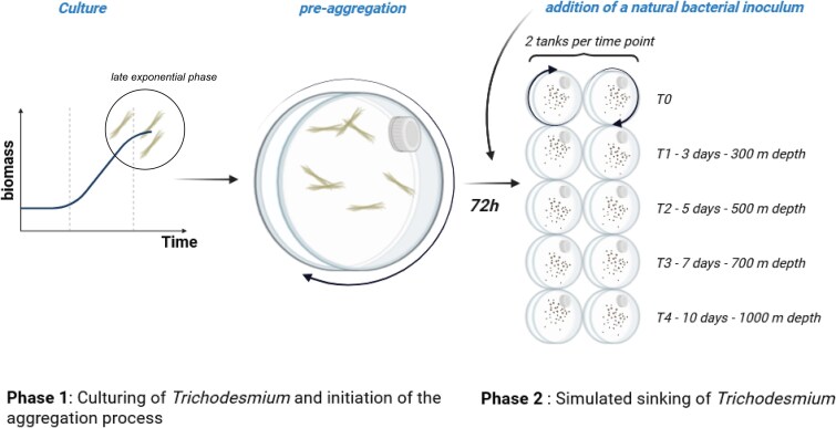 Aggregation and remineralization of <i>Trichodesmium</i> unveil potential for ocean carbon sequestration.
