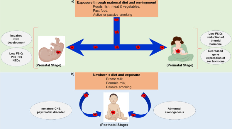 Molecular signature of cadmium-mediated neurodevelopmental disorders in prenatal to postnatal stages.