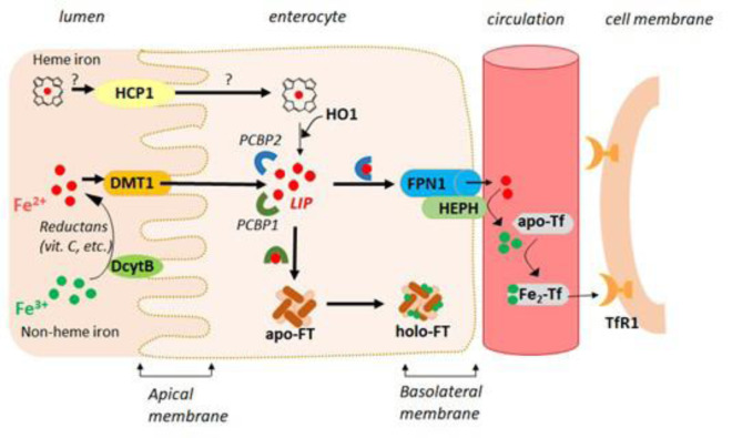 The role of redox-active iron, copper, manganese, and redox-inactive zinc in toxicity, oxidative stress, and human diseases.