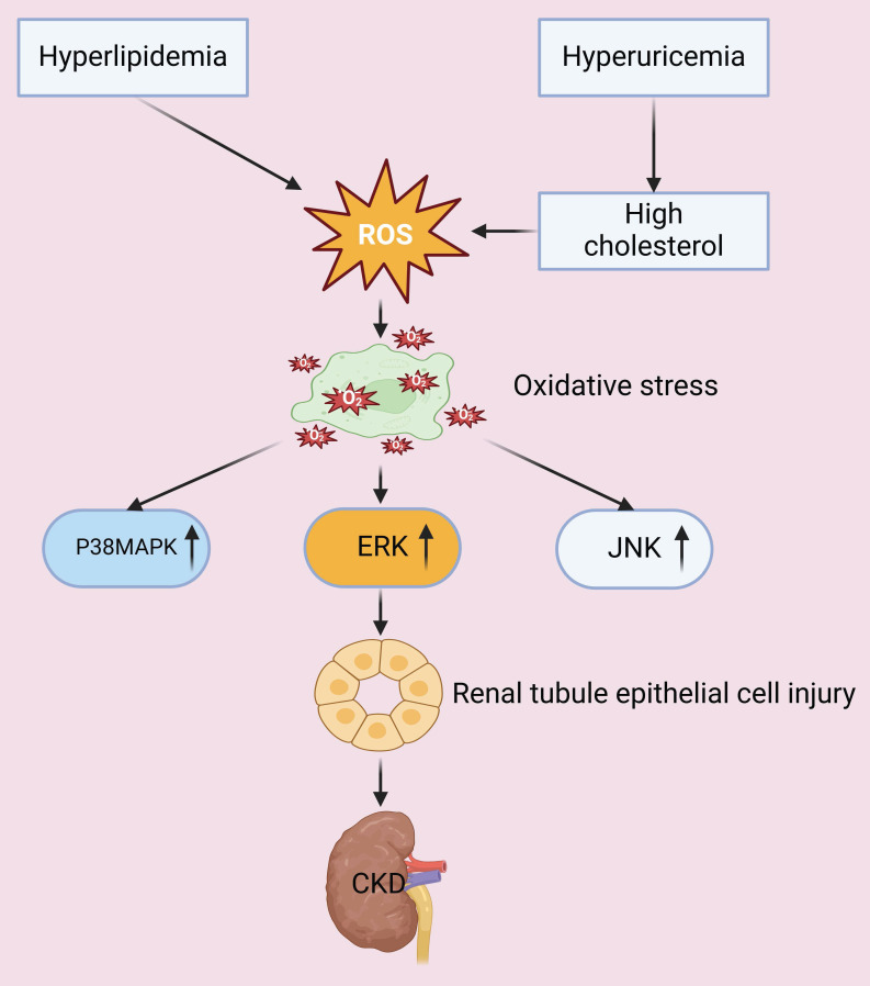 Role of Metabolic Abnormalities During the Progression of Chronic Kidney Disease and Preventive Strategies.