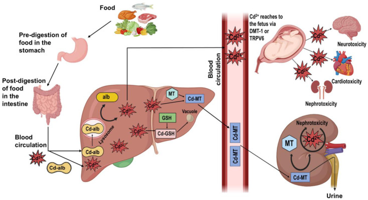 Molecular signature of cadmium-mediated neurodevelopmental disorders in prenatal to postnatal stages.
