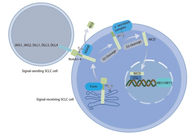 [Research Progress on the Role of Notch Signaling Pathway in Small Cell Lung Cancer].