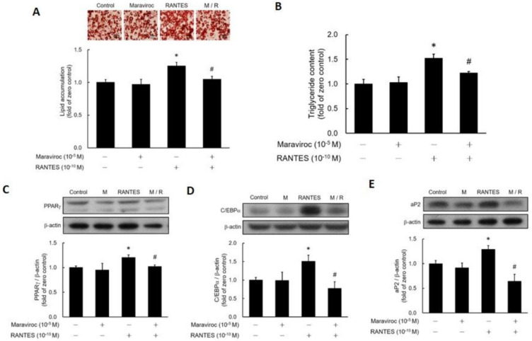 C-C chemokine receptor type 5 activation stimulates adipocyte differentiation through ERK-dependent pathway.