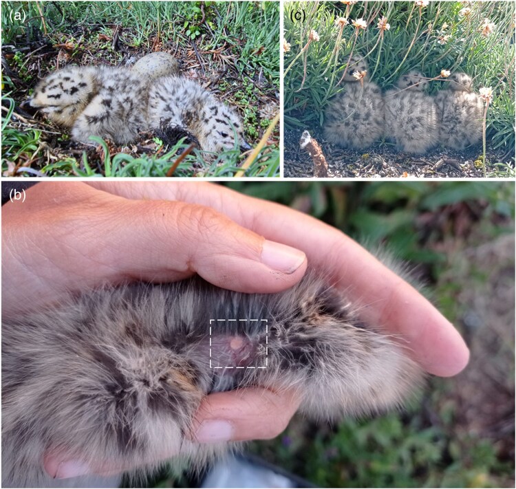 Corticosterone-implanted chicks transmit stress to parents and neighbors in a colonial seabird.