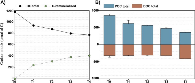 Aggregation and remineralization of <i>Trichodesmium</i> unveil potential for ocean carbon sequestration.